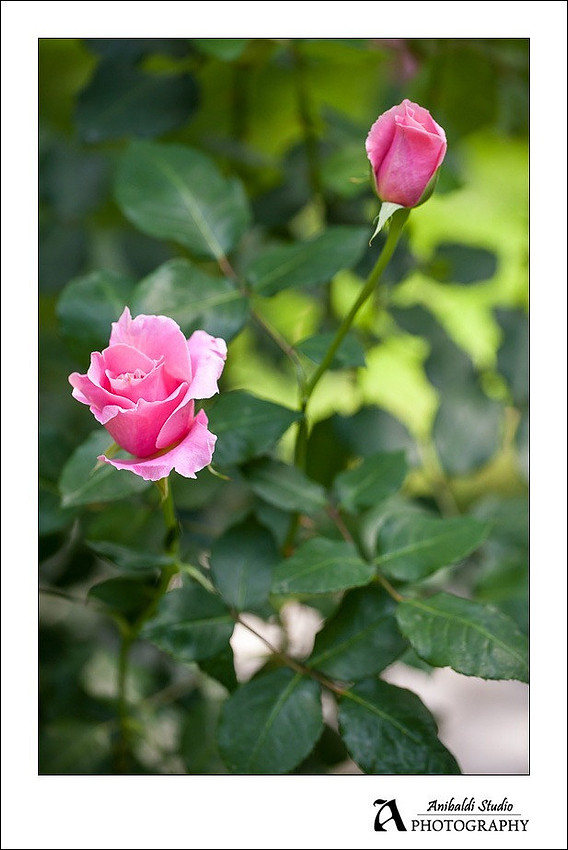 pink rose