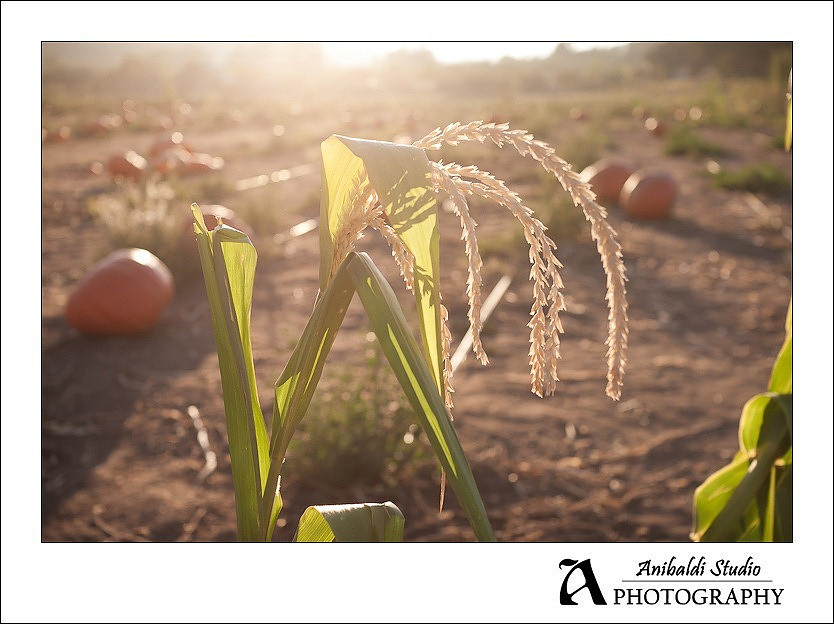 157-pumpkin-patch-2011