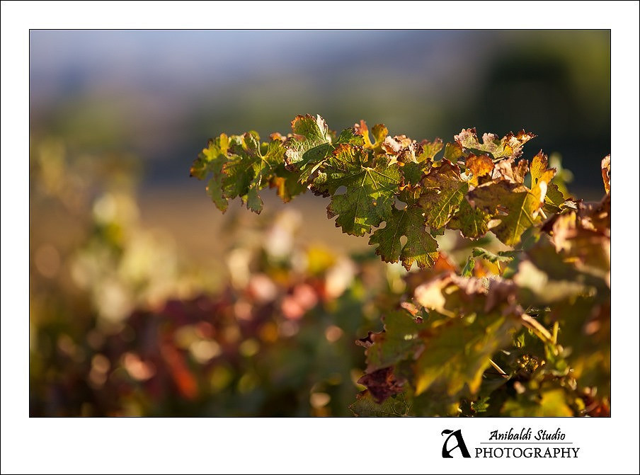 001 - Leonesse wedding proposal engagement photography