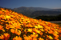 image-6658