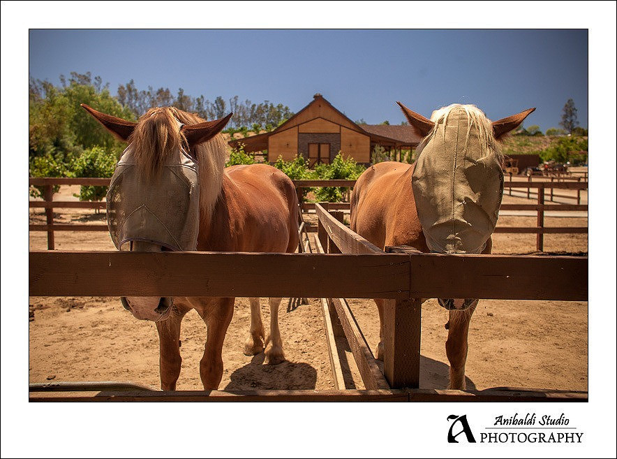 Horses at longshadow ranch