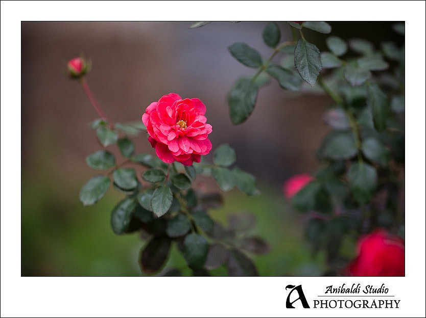 010Engagement_Photograph_Wilson_Creek_Winery