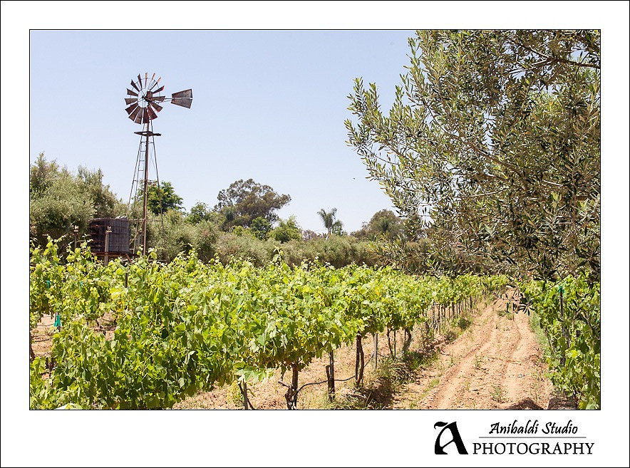 002-Bernardo_Winery_Wedding_Photography