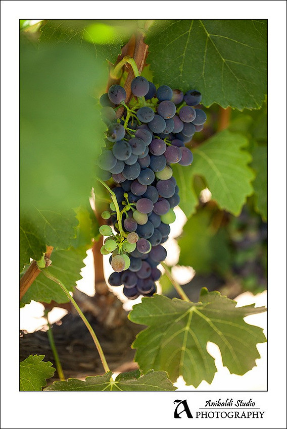 Grapes at South-Coast-Winery